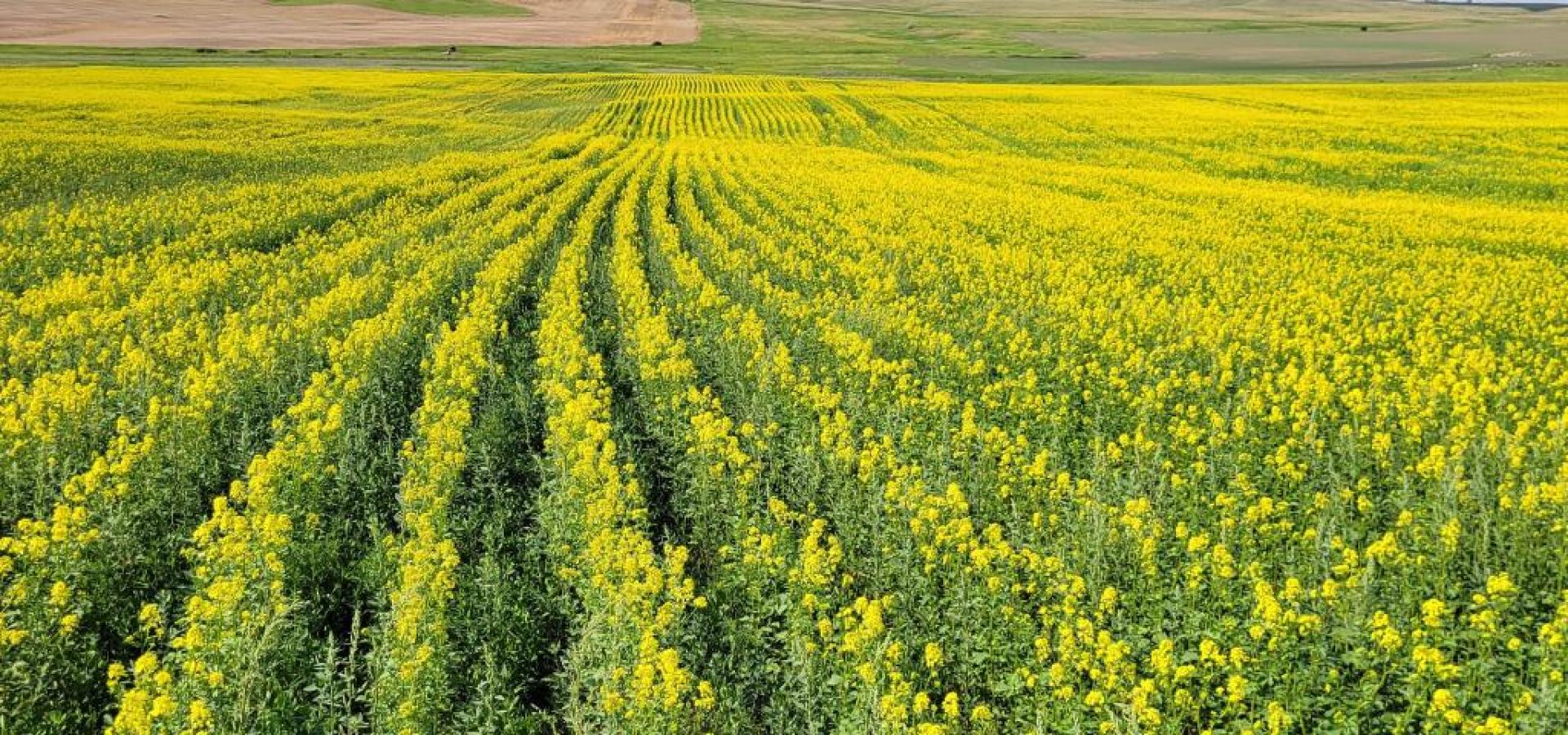 canola