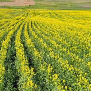 canola