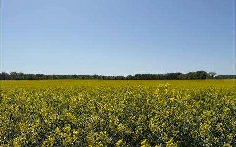 Photo of winter canola being grown in Lawrence, County Alabama. Provided by the office of Congressman Dale Strong.